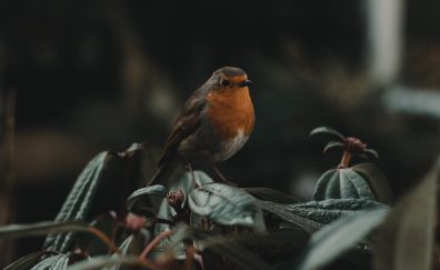 Robin cute bird, small bird, sitting