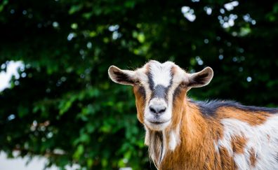 Pet goat, muzzle, animal, zoo