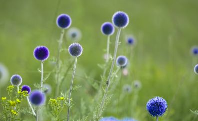 Thistle blue flower, meadow