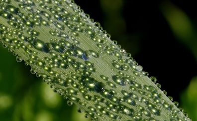 Dew drops on leaf, morning