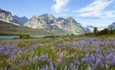 Glacier national park's flowers