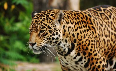 Wild cat, leopard, predator, walk