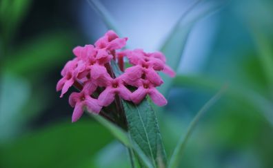 Small pink flowers, leaf close up