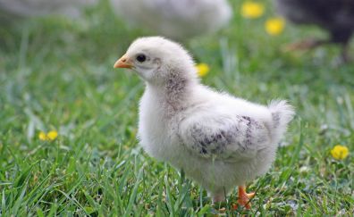 Chick, baby bird, walk, grass field