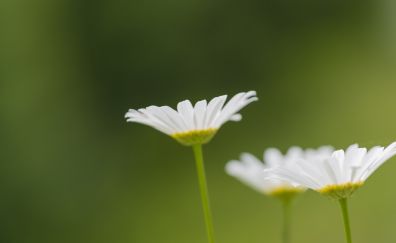 Daisy flowers, white flowers, blur