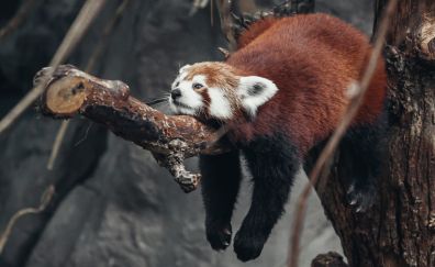 Lazy, lying on tree branch, red panda, relaxing