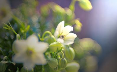 Spring, garden, white flower, bokeh