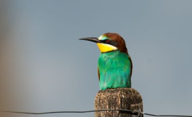 Cute and small European bee-eater bird, sitting