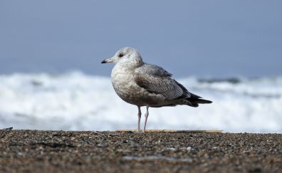 Seagull, birds, beach