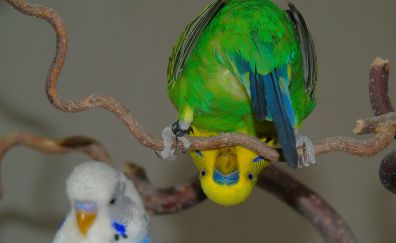 Budgerigar, parrot, colorful bird