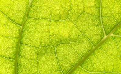 Green leaf macro view