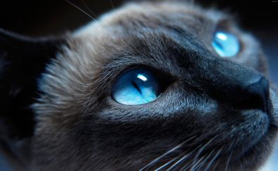Siamese Cat, kitty, blue eyes, muzzle, close up