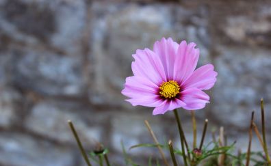 Lovely pink flower, grass