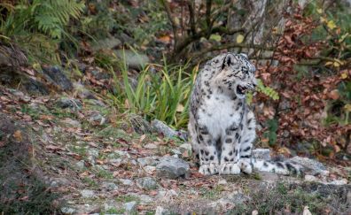 Snow leopard predator