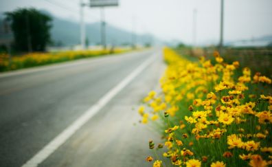 Flowers beside road 