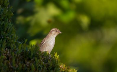 Sparrow, bird, blur, portrait