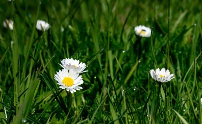 Meadow, grass, white daisy flowers