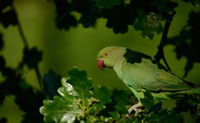 Green Parrot bird, sitting, tree branch