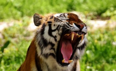 Tiger, predator, yawn, animal