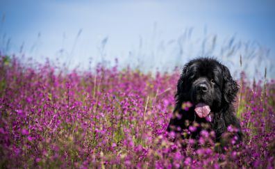 Black dog in grass field