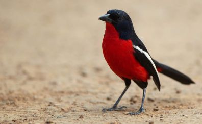 Red bird with black wings