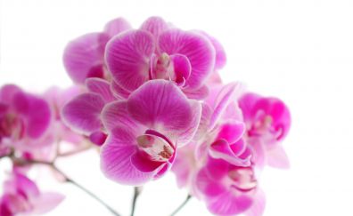 Pink Orchid blossom, flowers, close up