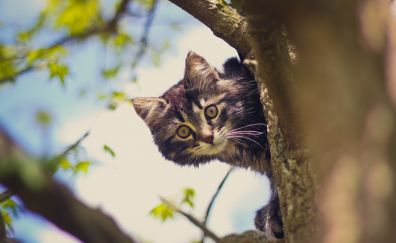 Cat behind tree trunk, animal, blur