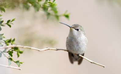Hummingbird on sitting on tree branch