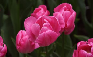 Tulip, spring, flowers, pink