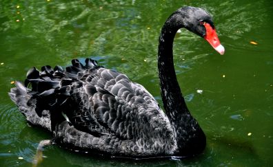 Black swan bird