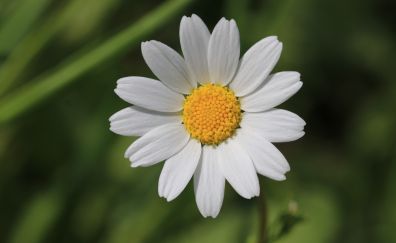 White flower, daisy, petals, pollen, blur