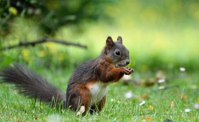 Squirrel, Rodent, meadow, eat, play