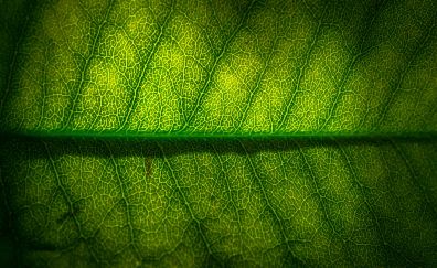 Leaf, veins, macro, green leaf
