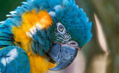 Blue and yellow Macaw, parrot muzzle, 5k