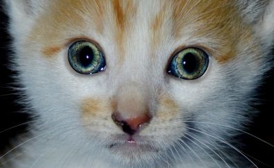 Kitten looks amaze, eyes