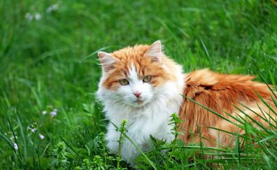 Cute pet, cat in meadow, grass