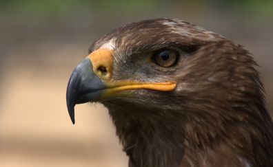 Steppe eagle, eagle, predator, bird muzzle, beak