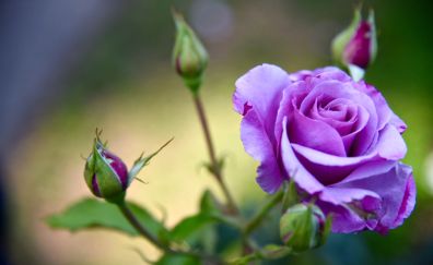 Purple rose flowers, bud, blur