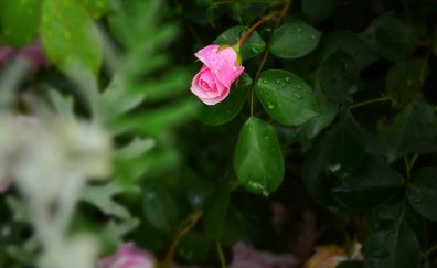 Rose flower's bud, water drops
