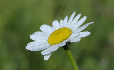 Daisy, the white flower, petals, drops