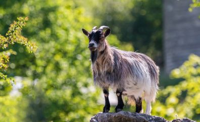 Mountain goat, stand, animal