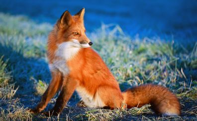 Red fox, wild, furry animal
