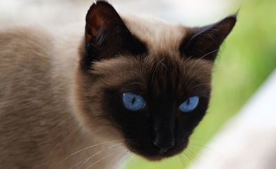 Siamese cat, muzzle, blue eyes