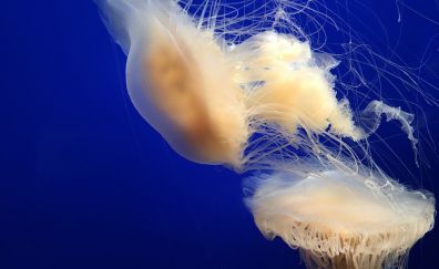 Underwater, sea animals, yellow jellyfish