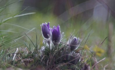 Blur, small wild purple flowers, grass