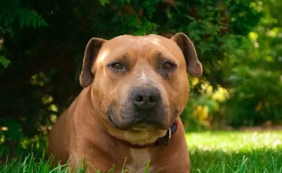 American Staffordshire Terrier, brown dog