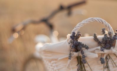 Bike, basket, lavender flowers