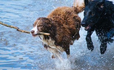 Dogs are playing in water