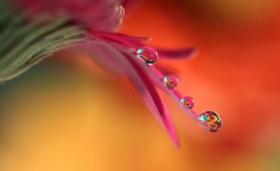 Water drops, reflections, pink flower