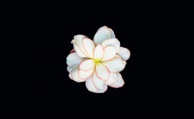 White beautiful flower close up